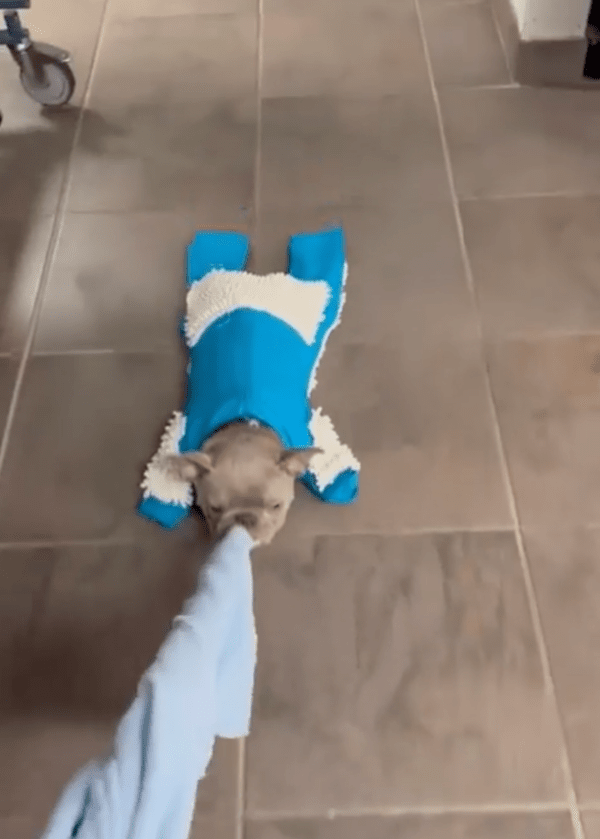 출처 : Reddit / 입에 담요를 물고 누워 있는 프렌치 불독