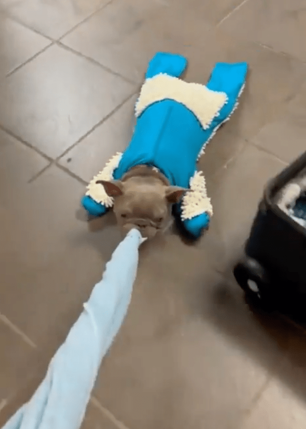 출처 : Reddit / 구석구석 청소를 하는 프렌치 불독