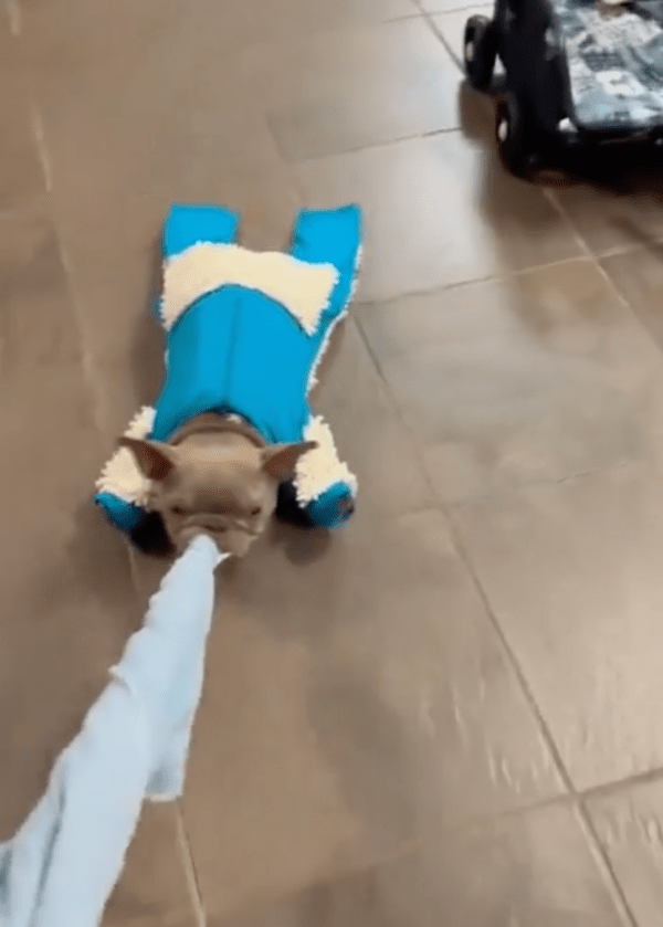 출처 : Reddit / 주인이 끌고 다니는 담요를 잘 물고 청소하는 프렌치 불독