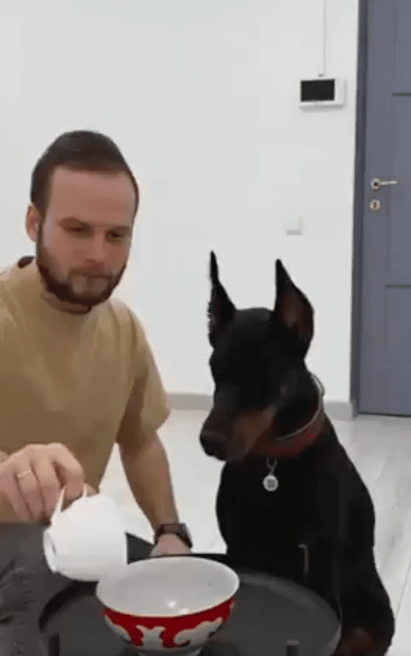 출처 : Reddit / 주인이 주는 밥을 기다리는 도베르만