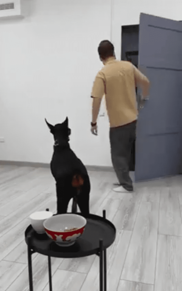 출처 : Reddit / 문을 여는 주인과 함께 옆에 있는 도베르만