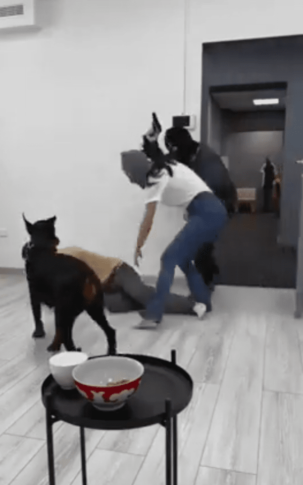 출처 : Reddit / 무슨 상황인지 파악하려는 도베르만