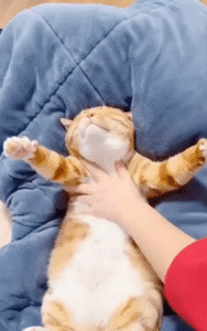 고양이의 “천국 체험” – 행복한 쓰다듬의 순간