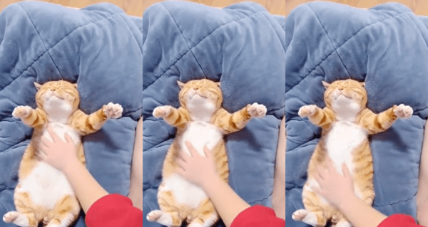 출처 : Reddit / 위아래로 배를 쓰다듬어주는 주인의 손에 너무 행복한 고양이