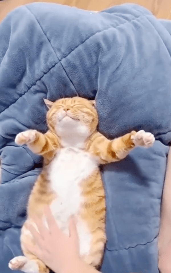 출처 : Reddit / 이 시간이 영원했으면 하는 고양이의 표정