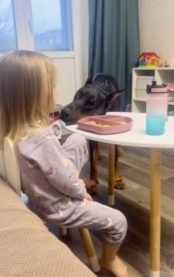 출처 : Reddit / 아이를 사랑스럽게 바라보고 있는 도베르만