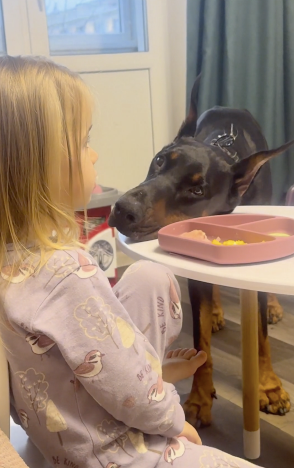 출처 : Reddit / 아이가 먹은 간식이 탐나는 건지, 그저 아이가 좋은 건지 바라보는 도베르만