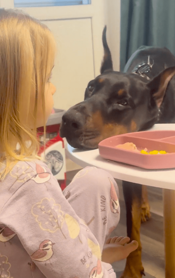 출처 : Reddit / 도베르만과 다르게 다른 곳을 바라보는 아이