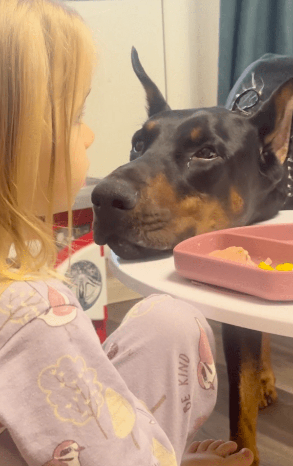 출처 : Reddit / 짝사랑같이 그저 아이를 바라보고 있는 도베르만