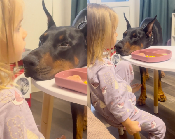 출처 : Reddit / 테이블 위에 턱을 괴고서 아이를 바라보는 도베르만