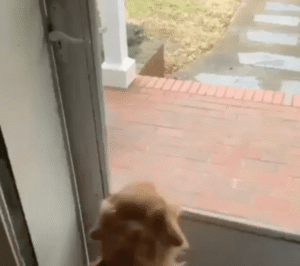 집 앞에서 펼쳐진 감동의 재회: 골든 리트리버와 주인의 사랑 넘치는 순간