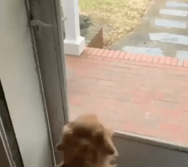 출처 : Reddit / 문밖을 바라보며 얼른 나가고 싶어 하는 골든 리트리버