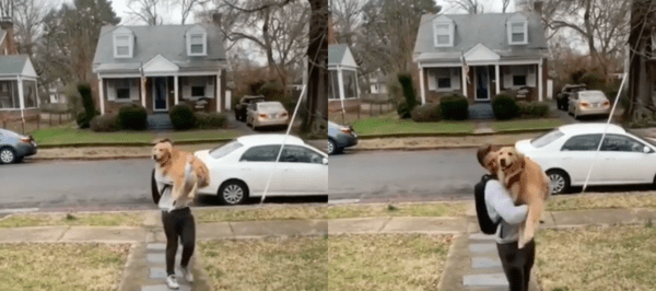 출처 : Reddit / 주인에게 안겨서 집으로 들어오는 골든 리트리버