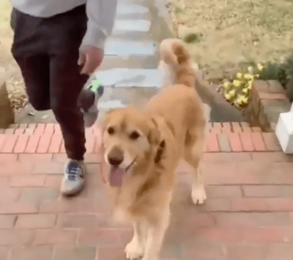 출처 : Reddit / 주인을 만나 너무 행복한 골든 리트리버