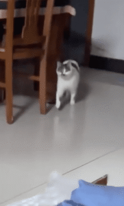 고양이에게 강아지 소프트웨어를 설치했나요?