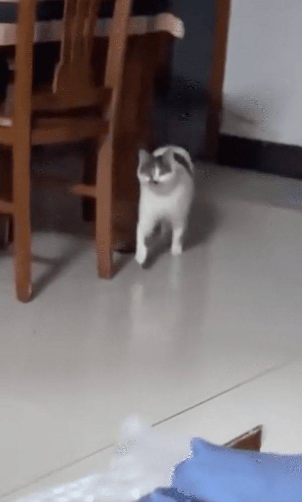 출처 : Reddit / 주인에게 다가오는 고양이가 이상하다?