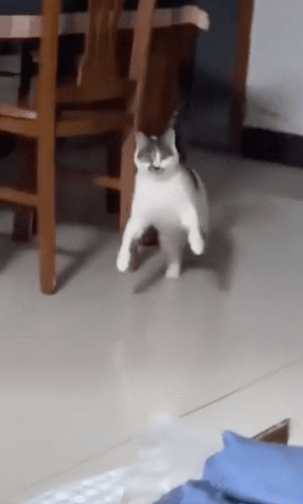 출처 : Reddit / 점프가 이상한 고양이?