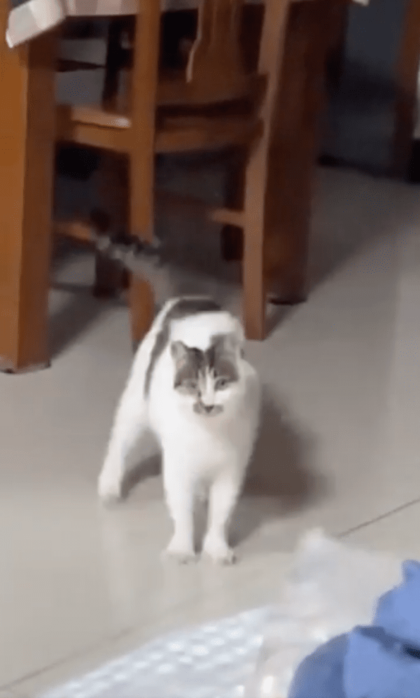 출처 : Reddit / 멈추는 데도 버벅거리는 고양이?