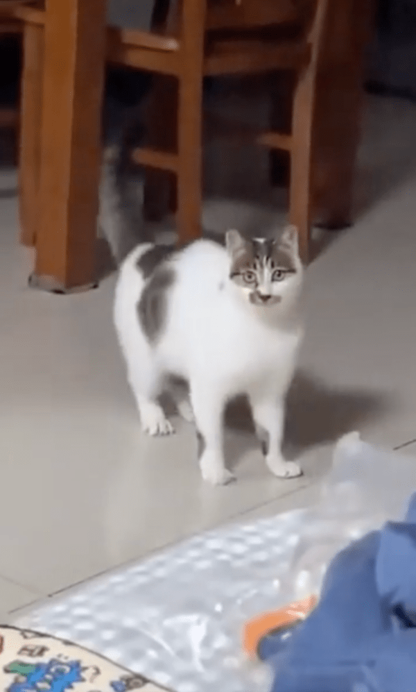 출처 : Reddit / 주인을 바라보며 점프하는 고양이?