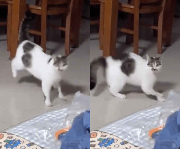 출처 : Reddit / 이상하게 점프하는 고양이?