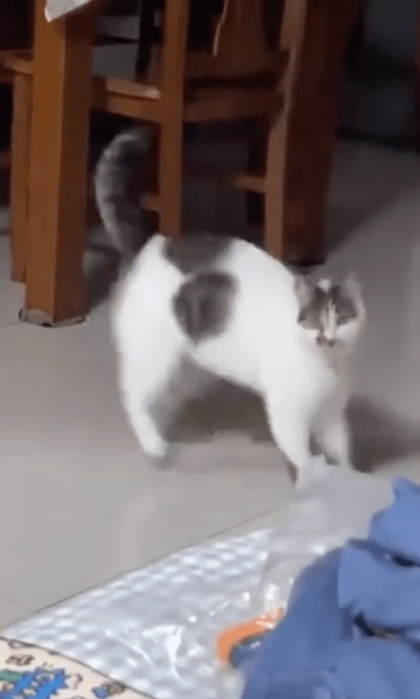 출처 : Reddit / 강아지 소프트웨어가 설치된 듯한 고양이?