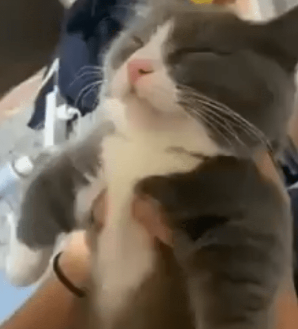 출처 : Reddit / 주인이 들어 올려도 깨지 않는 아기 고양이