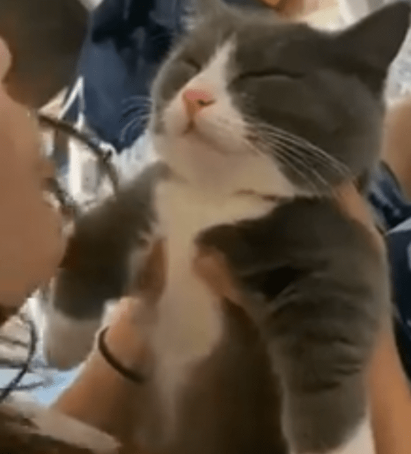 출처 : Reddit / 뽀뽀하려고 다가가는 주인