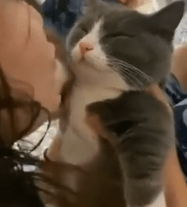 출처 : Reddit / 주인이 뽀뽀하려 하자 자연스럽게 앞발로 밀어버리는 고양이