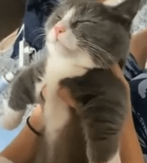 출처 : Reddit / 주인을 밀어내고 다시 잠을 자는 아기 고양이