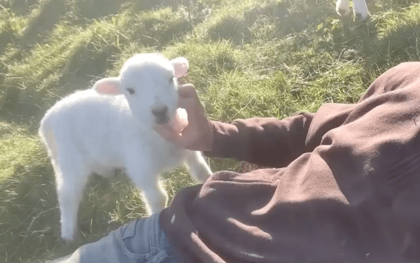 출처 : Reddit / 아기 양을 긁어주고 있는 사람과 그를 즐기는 아기 양