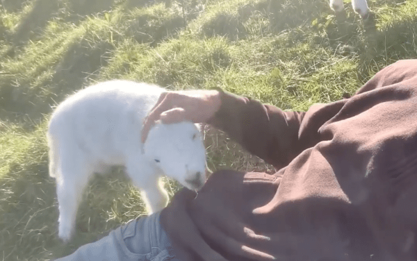 출처 : Reddit / 이에 양을 쓰다듬어 주는 사람