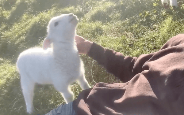 출처 : Reddit / 긁어주자 너무 행복한 듯 고개를 들고 있는 아기 양