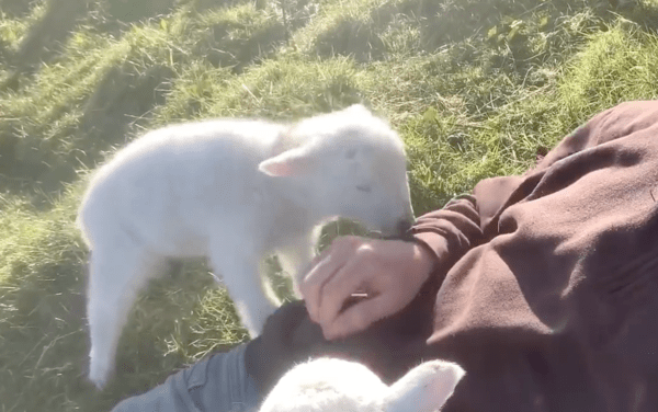 출처 : Reddit / 더 긁어 달라양~