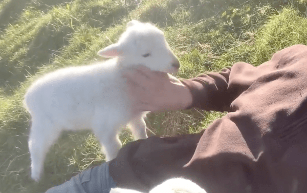출처 : Reddit / 사람과 아기 양의 사랑스러운 조합