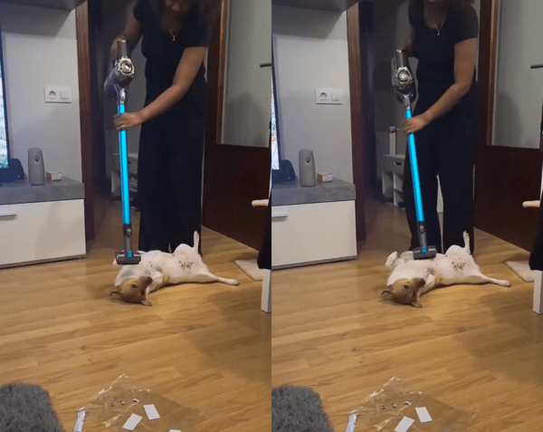 출처 : Reddit / 청소기로 배 마사지 해달라개~