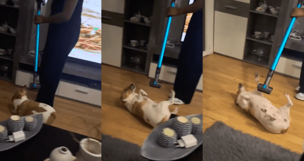 출처 : Reddit / 계속 내 배 마사지 해달라개~