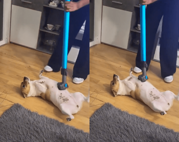 출처 : Reddit / 구석구석 마사지 해달라개~