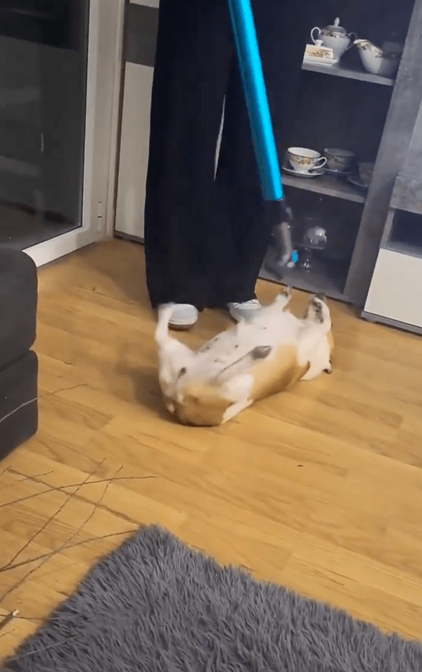 출처 : Reddit / 어딜 가도 청소기 가는 길은 다 따라갈거개~