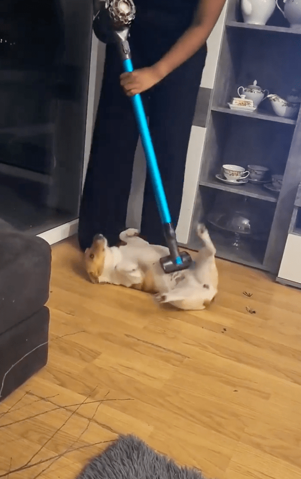 출처 : Reddit / 청소하지 말고 마사지 해달라개~