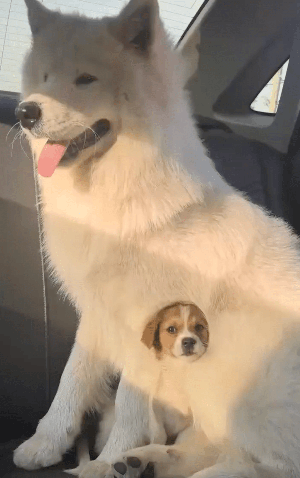 출처 : Reddit / 차 안에서 사모예드와 그의 품 안에 있는 강아지