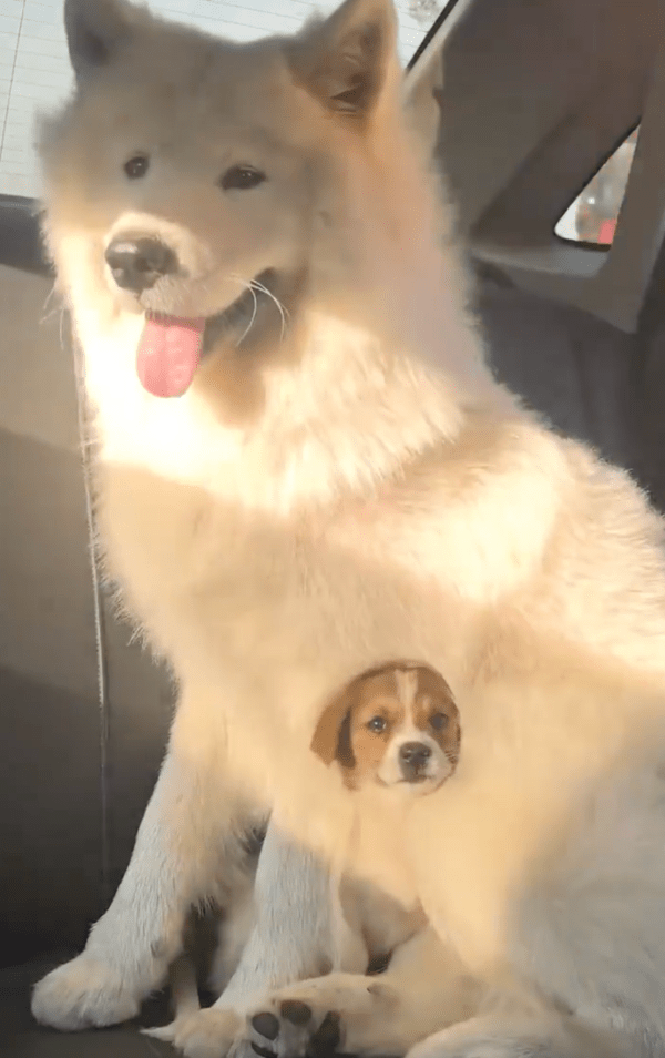 출처 : Reddit / 강아지가 귀찮을 법하지만 계속 안아주고 있는 사모예드