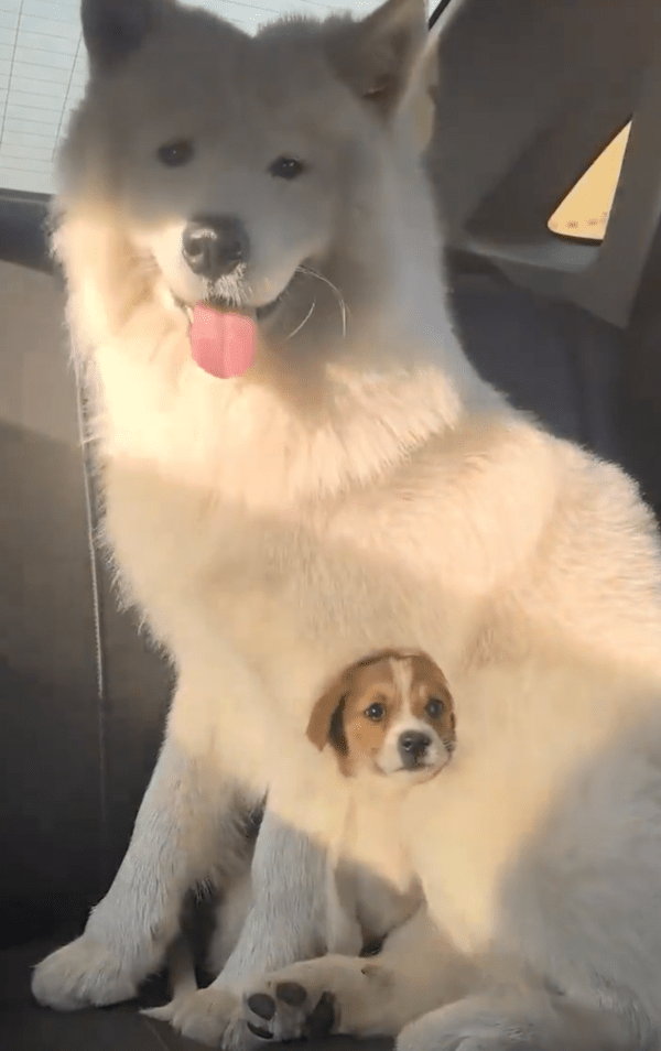 출처 : Reddit / 드라이빙을 즐기는 듯한 강아지들