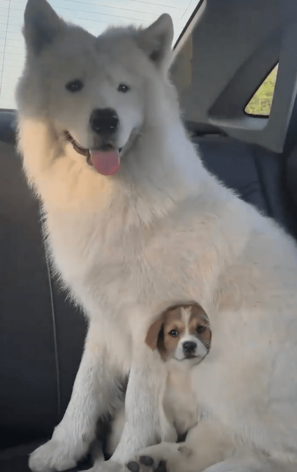 출처 : Reddit / 드라이빙 중 가만히 잘 앉아 있는 귀여운 강아지 둘