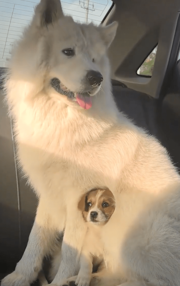 출처 : Reddit / 사모예드 품에서 벗어나지 않은 강아지