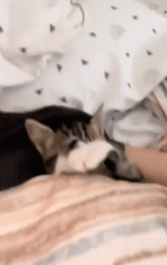 아기 고양이의 아침 스트레칭, 귀여움 폭발!