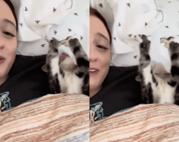 출처 : Reddit / 기지개 켜는 아기 고양이를 보고 귀여워하는 주인