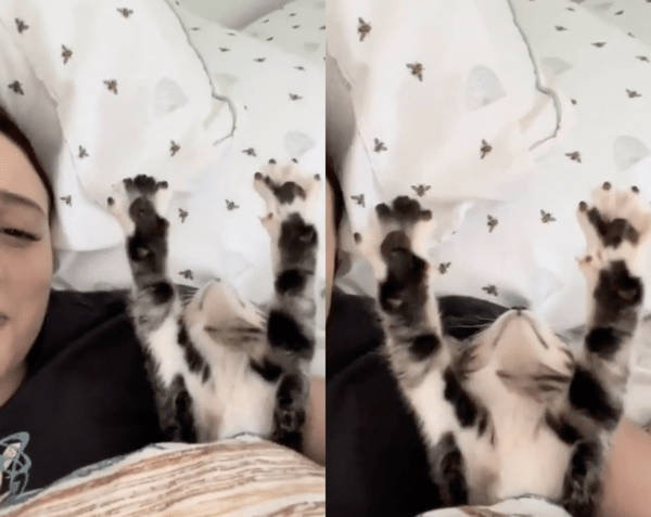 출처 : Reddit / 앞발을 하늘로 쭉 뻗는 아기 고양이