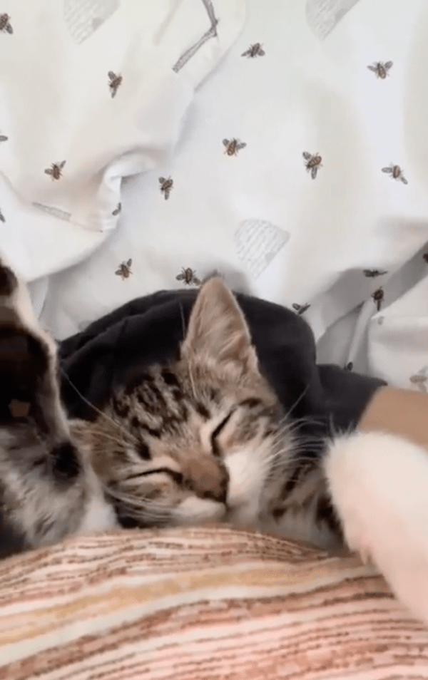 출처 : Reddit / 기지개를 켠 후 다시 잠에 들은 아기 고양이