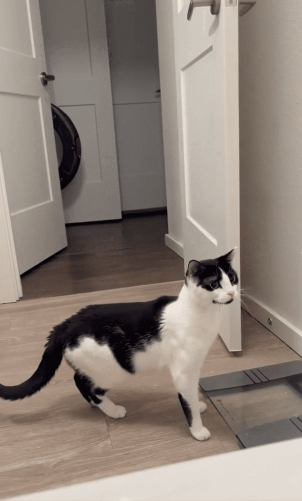 출처 : Reddit / 다시 뒷걸음질 치며 물을 바라보고 있는 고양이