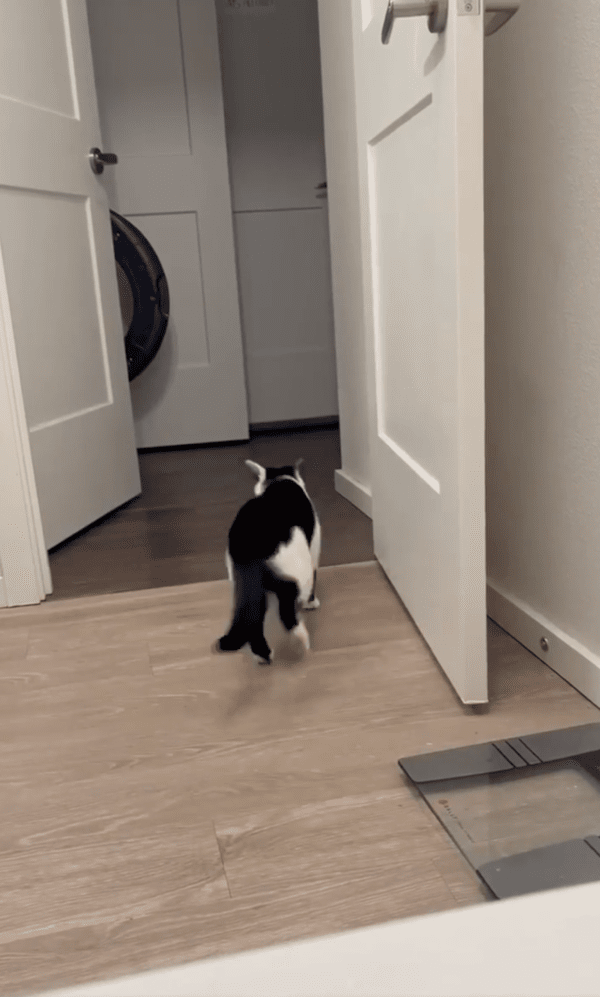 출처 : Reddit / 볼 건 다 봤는지 욕실 밖으로 나가는 고양이